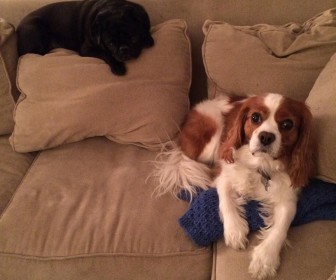 comment fonctionne airbnb