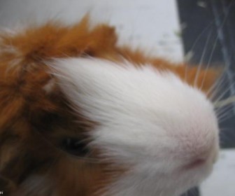 comment coiffer togepi