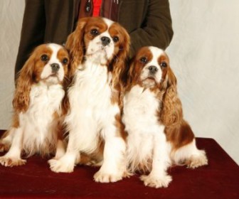 comment coiffer un cavalier king charles