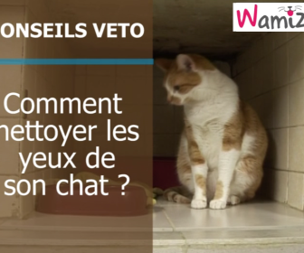 comment laver les yeux d'un chaton