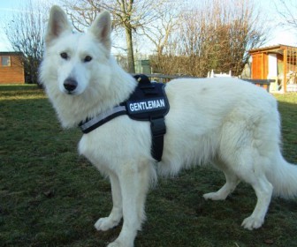 comment mettre harnais julius k9