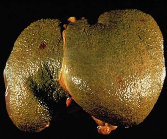 comment nettoyer une 50