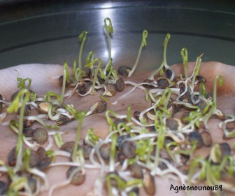 comment faire germer des lentilles