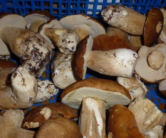 comment laver les cepes