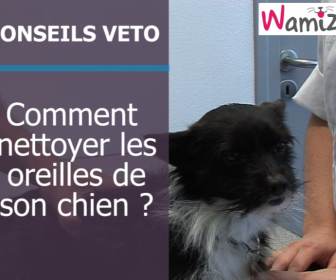 comment nettoyer oreille chien