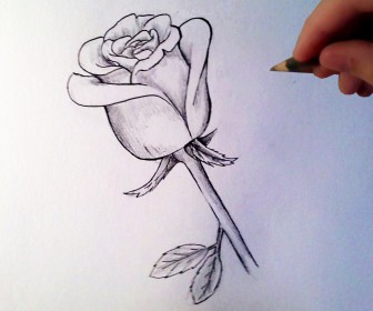 comment dessiner une rose