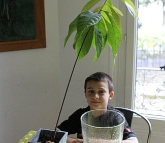 comment faire pousser un avocat