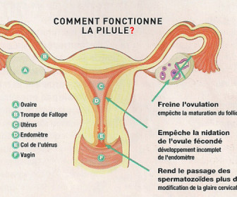 comment fonctionne la pilule